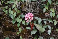 Bergenia ciliata